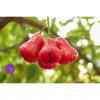 Flavor :  Sc Thai Apple by Wonder Flavours