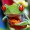 LuluLaGrenouille LuluLaGrenouille